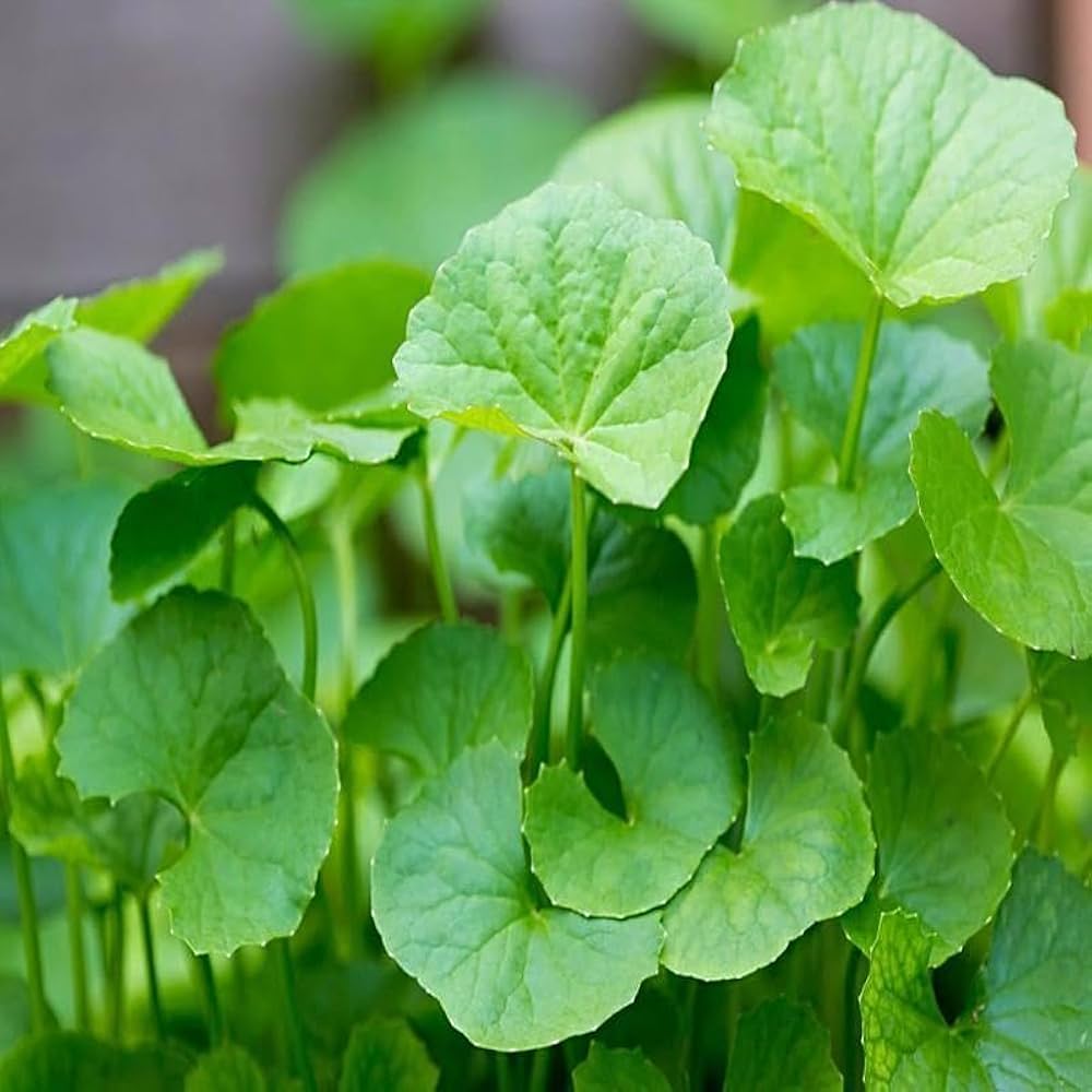 Organic Brahmi Leaves - 1 pack