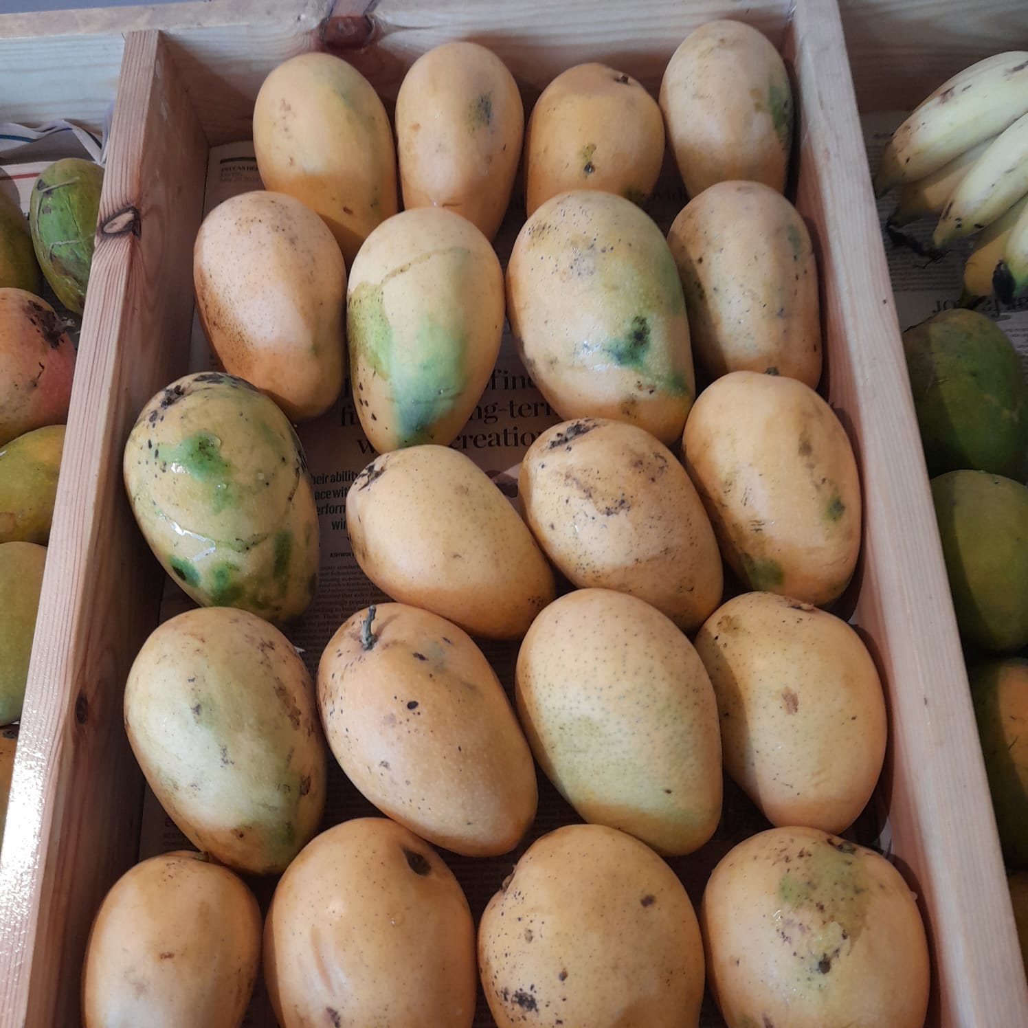 Organic Mango Banganapalli - 1kg