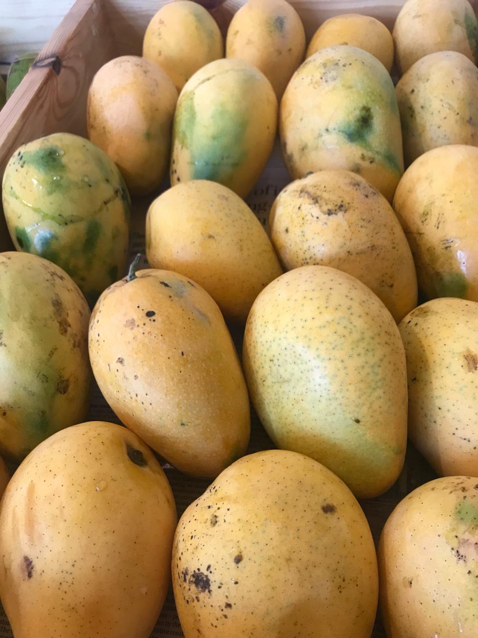 Organic Mango Banganapalli - 1kg