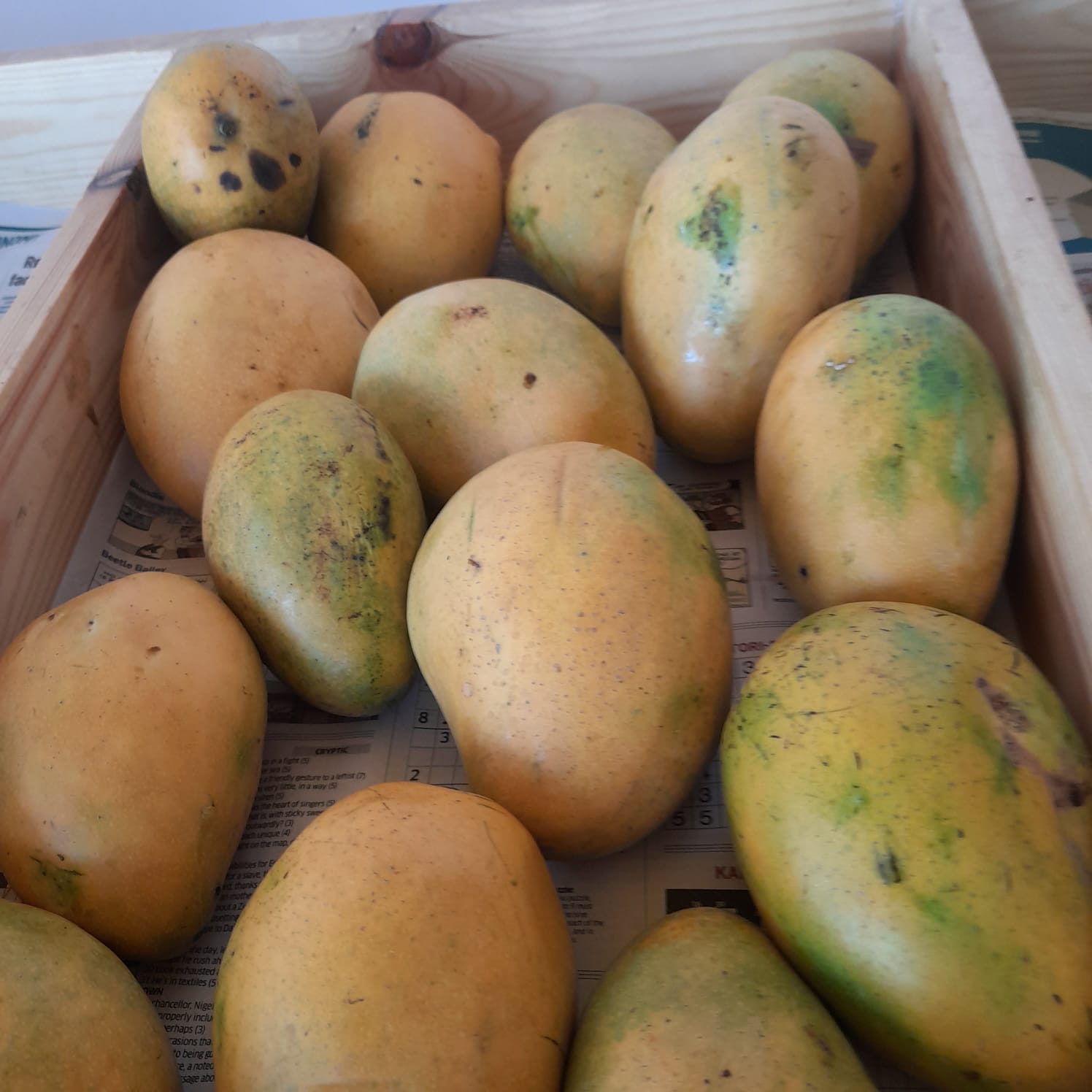Organic Mango Banganapalli - 1kg
