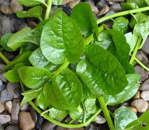 Organic Basale Soppu/Indian Spinach - 1 bunch
