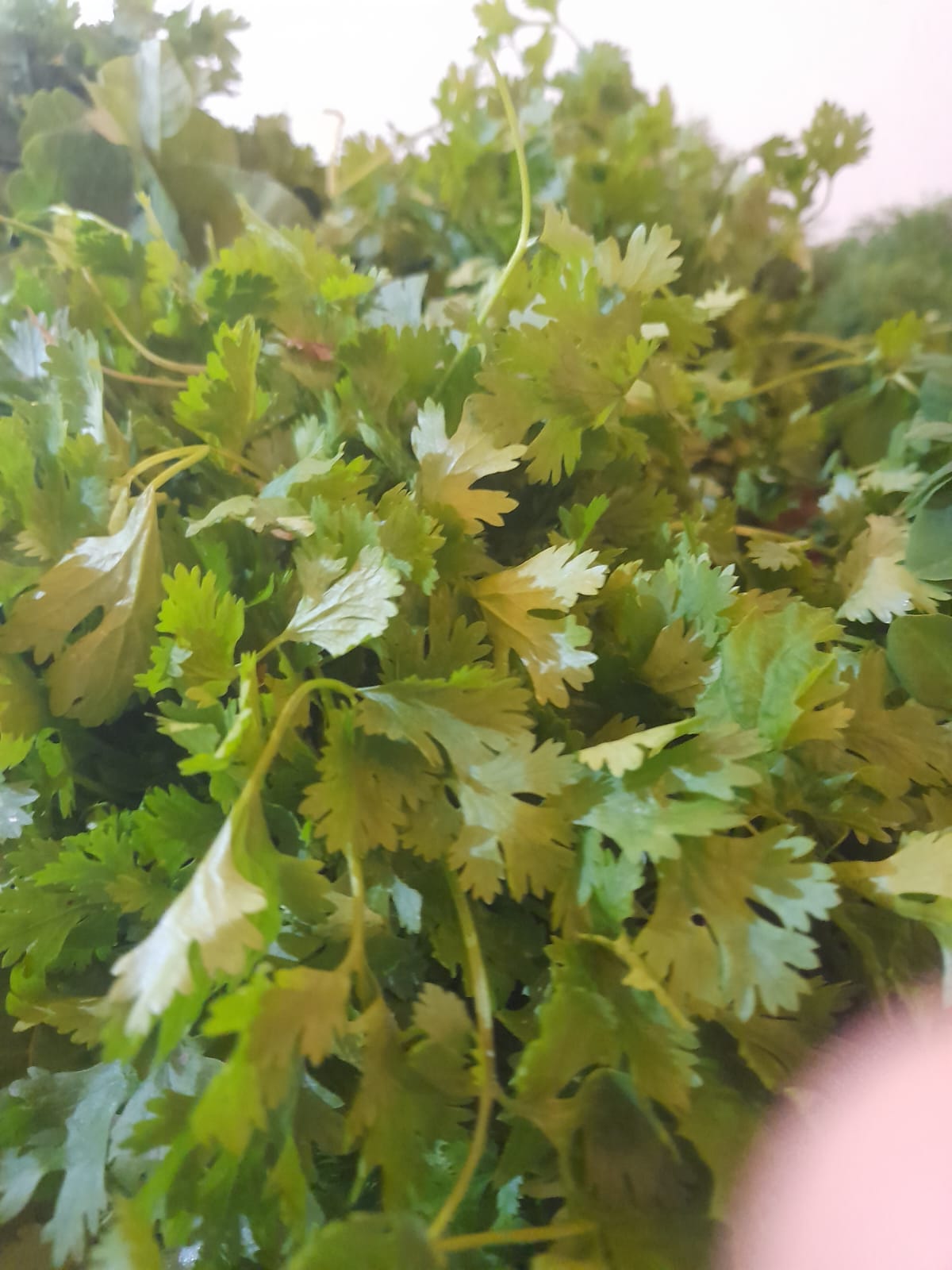 Organic Coriander Leaves - 1 Bunch