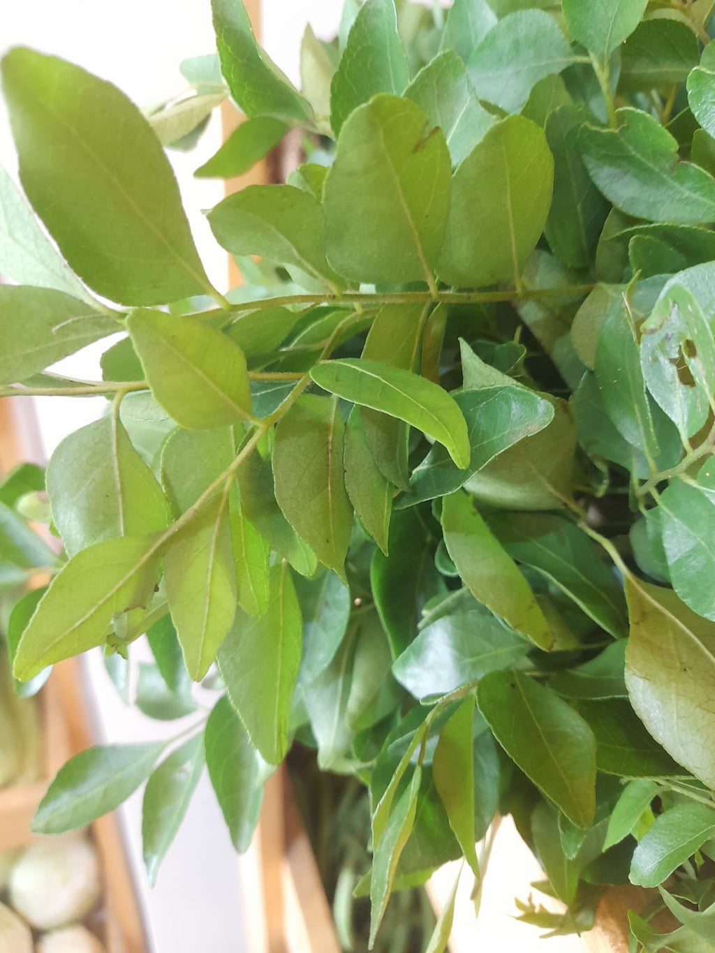 Organic Curry Leaves - 1 Bunch