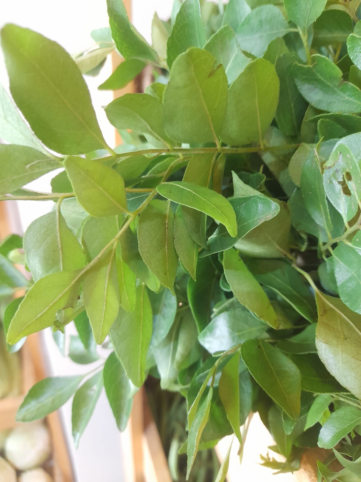 Organic Curry Leaves - 1 Bunch