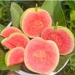 Organic Guava Pink - 500g