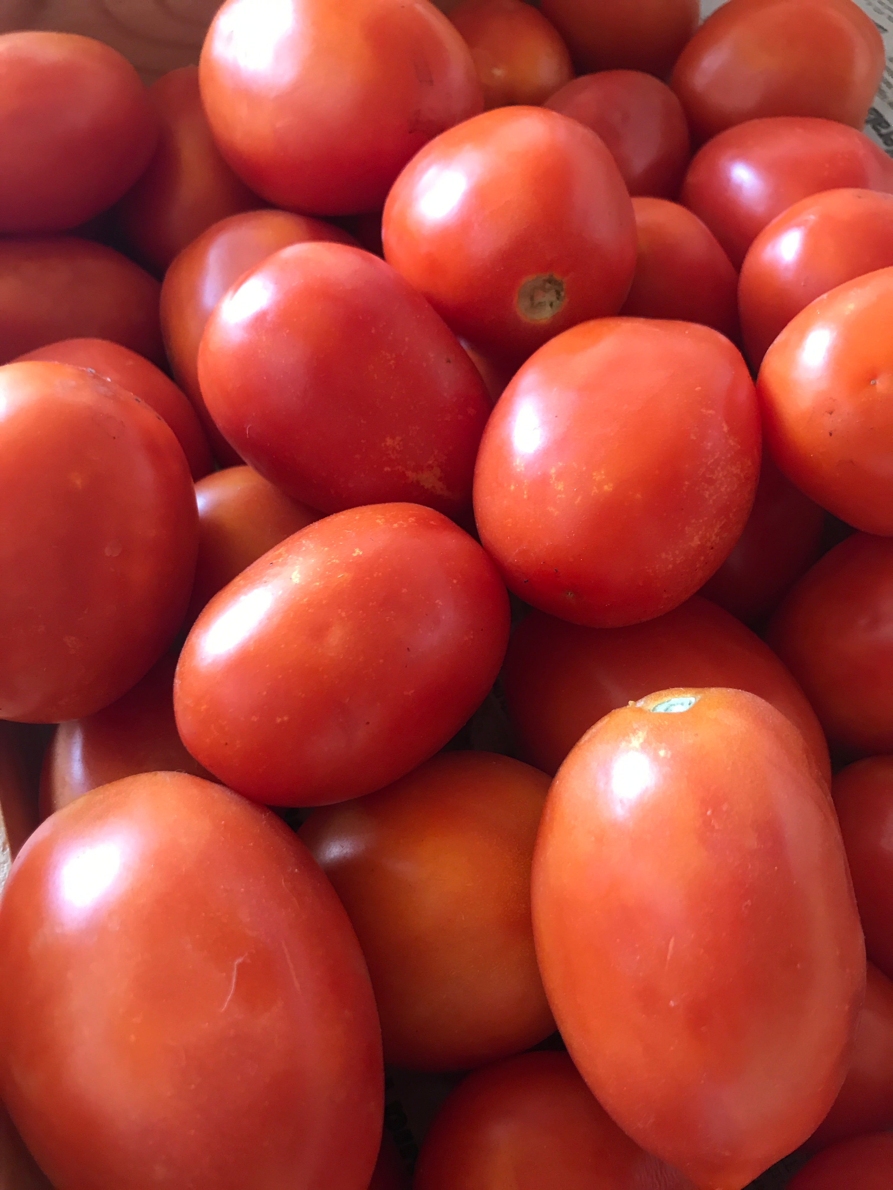 Organic Tomato Farm - 500 g