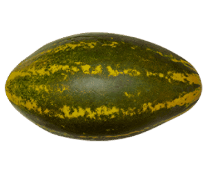 Organic Sambar/Mangalore Cucumber - 1kg