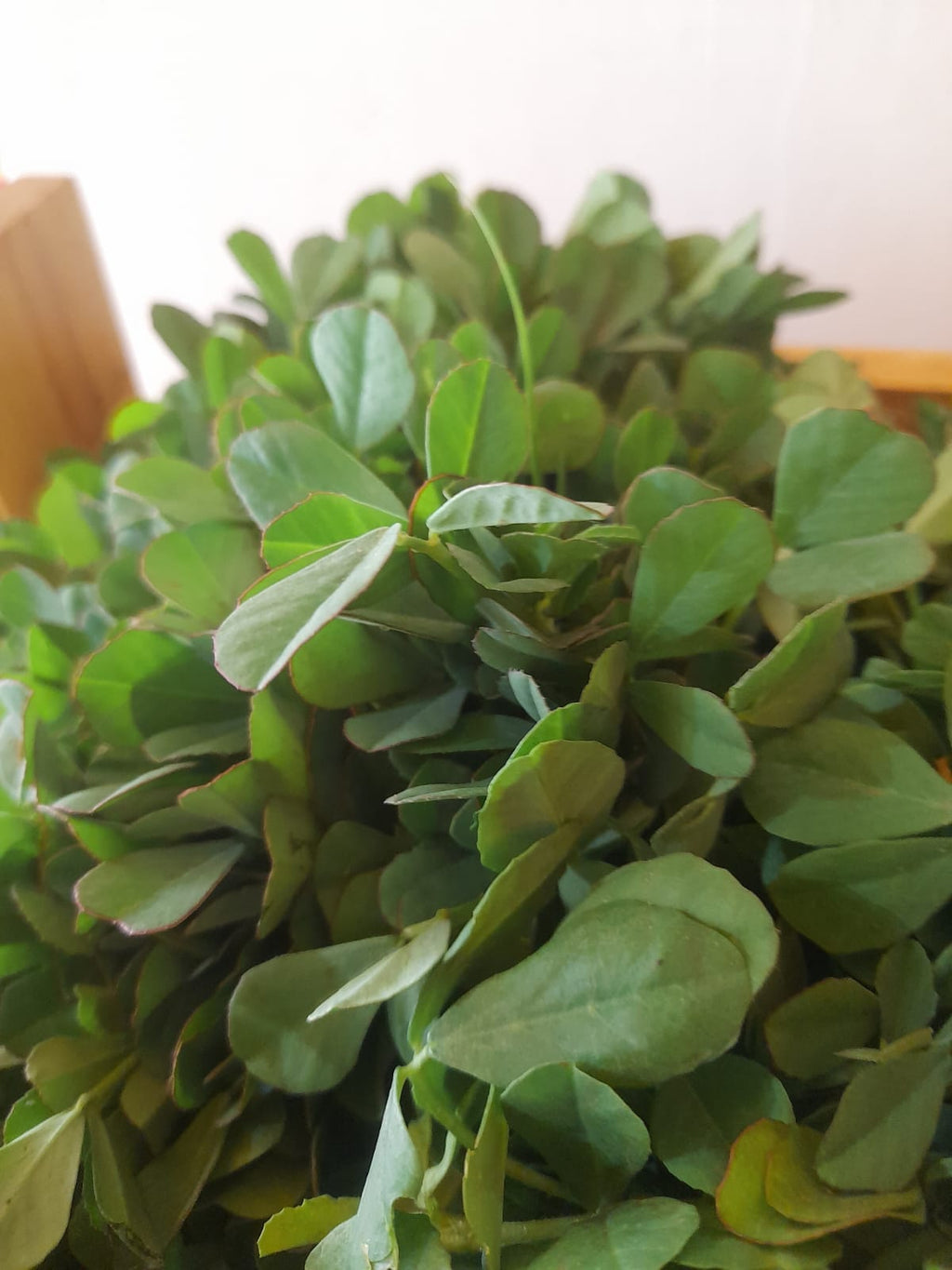 Organic Methi Leaf - 1 Bunch