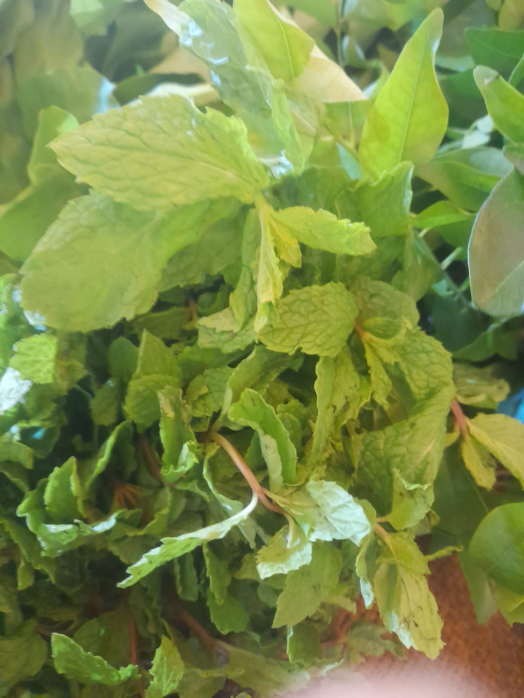 Organic Mint - 1 bunch