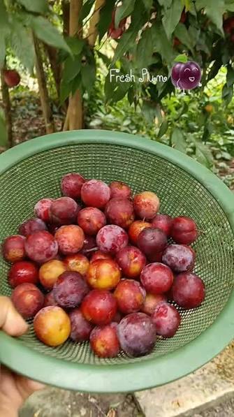 Organic Plum Fruit - 500g(Pack)
