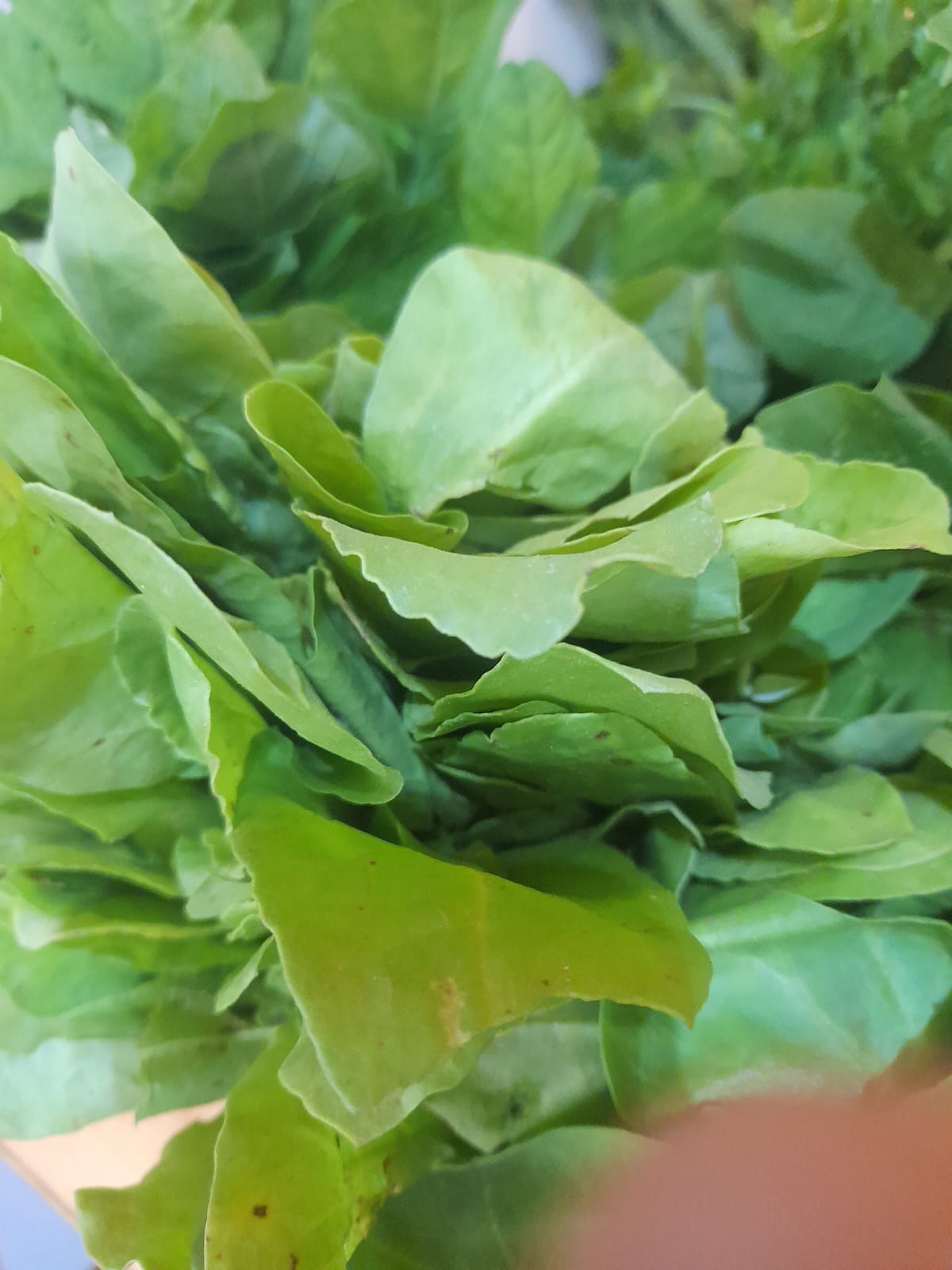 Organic Spinach/Palak - 1 bunch