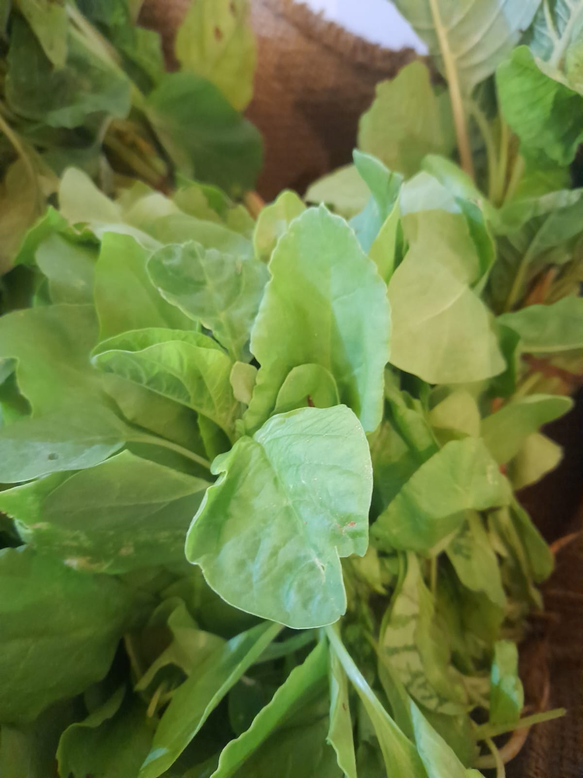 Organic Spinach/Palak - 1 bunch