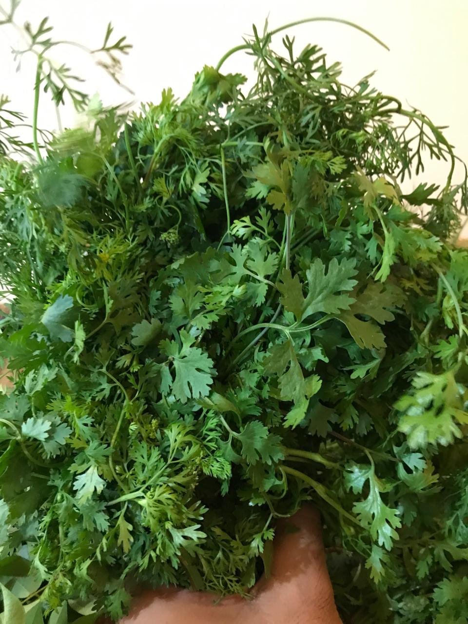 Organic Coriander Leaf - 1 Bunch