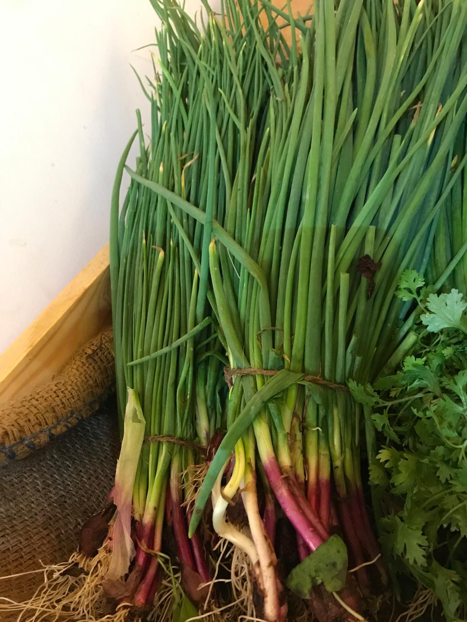 Organic Spring Onion - 1 Bundle