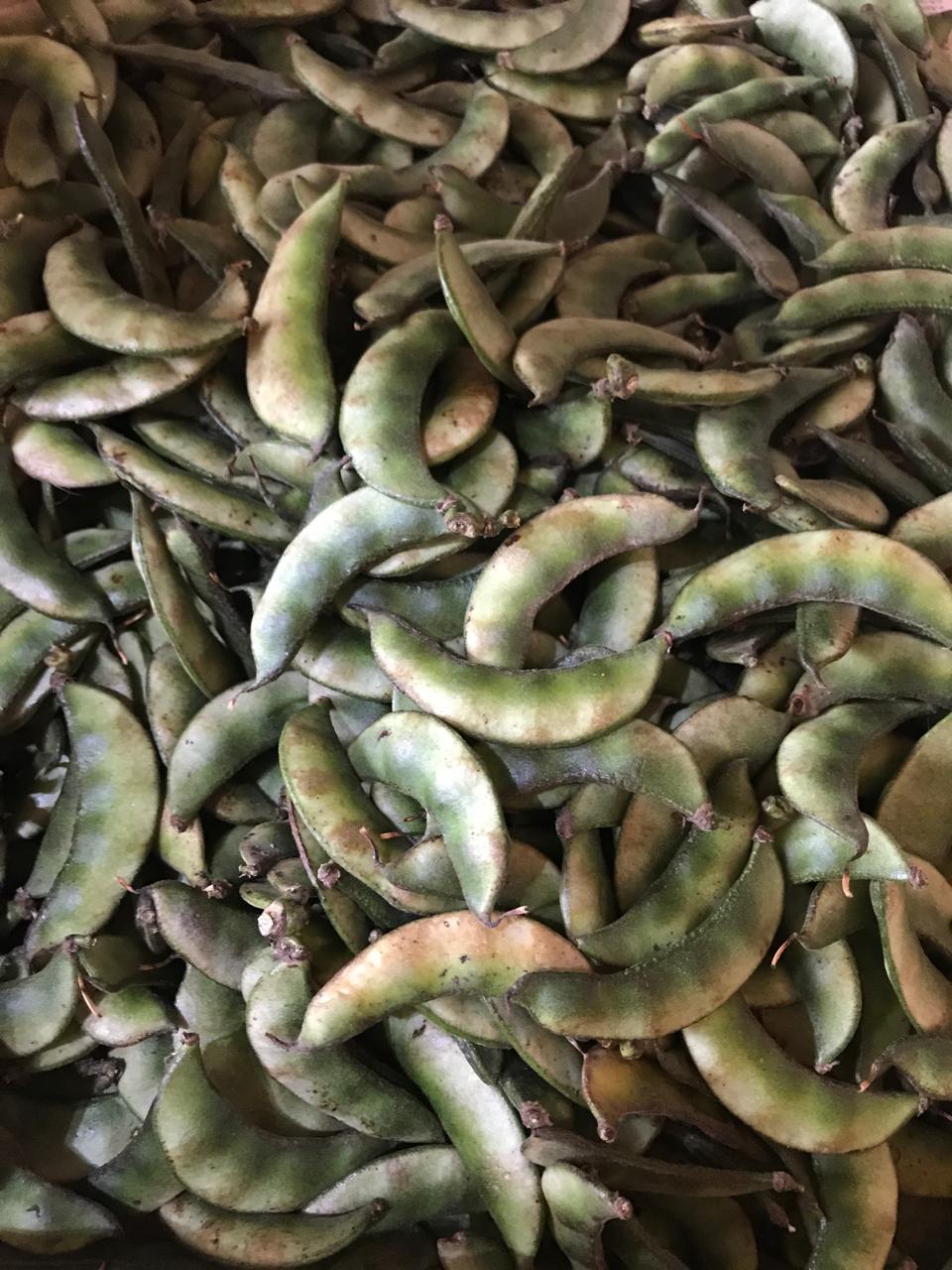 Organic Broad Beans/ Avarekai - 500g