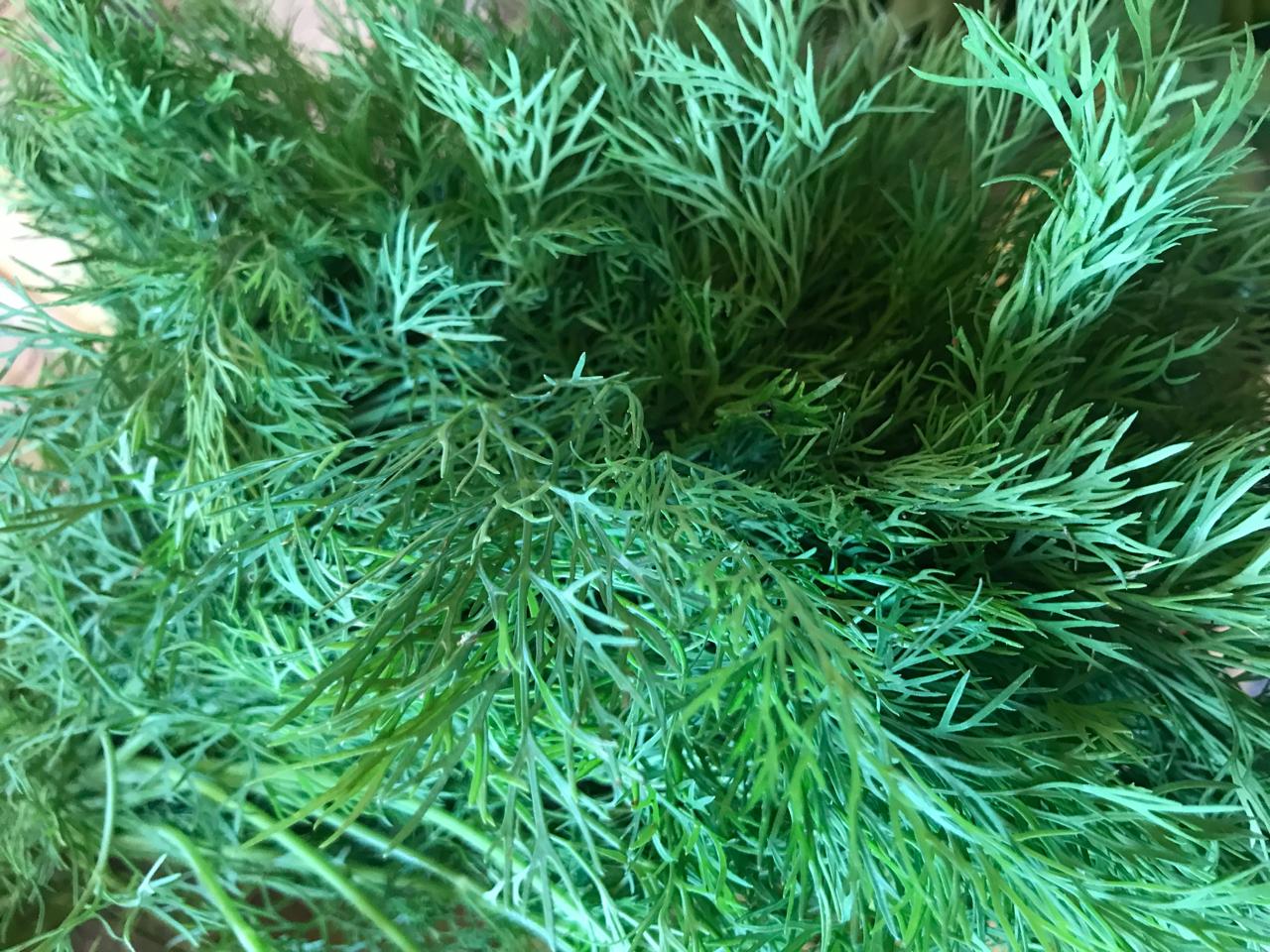 Organic Dill Leaves - 1 Bundle