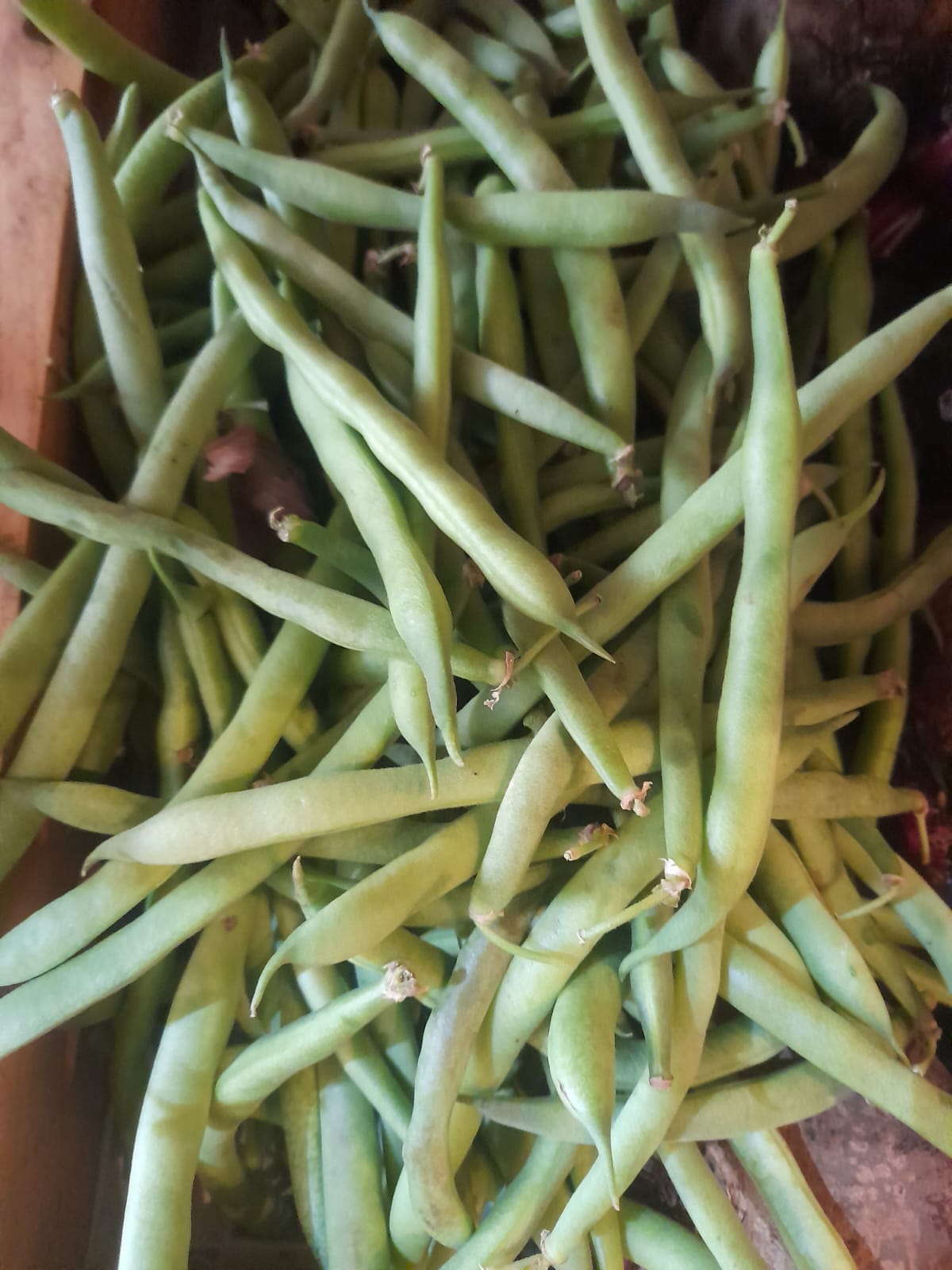 Organic Nati Beans - 250g