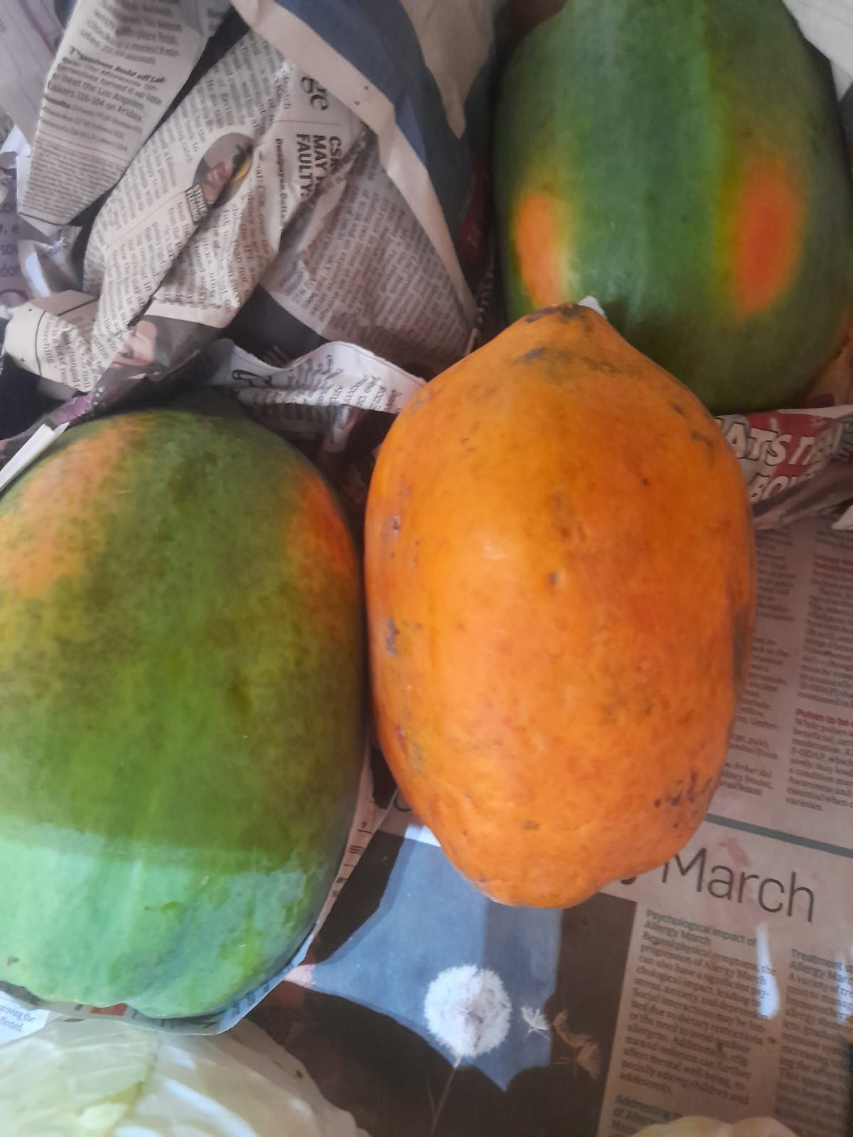 Organic Papaya - 1 piece(Medium)