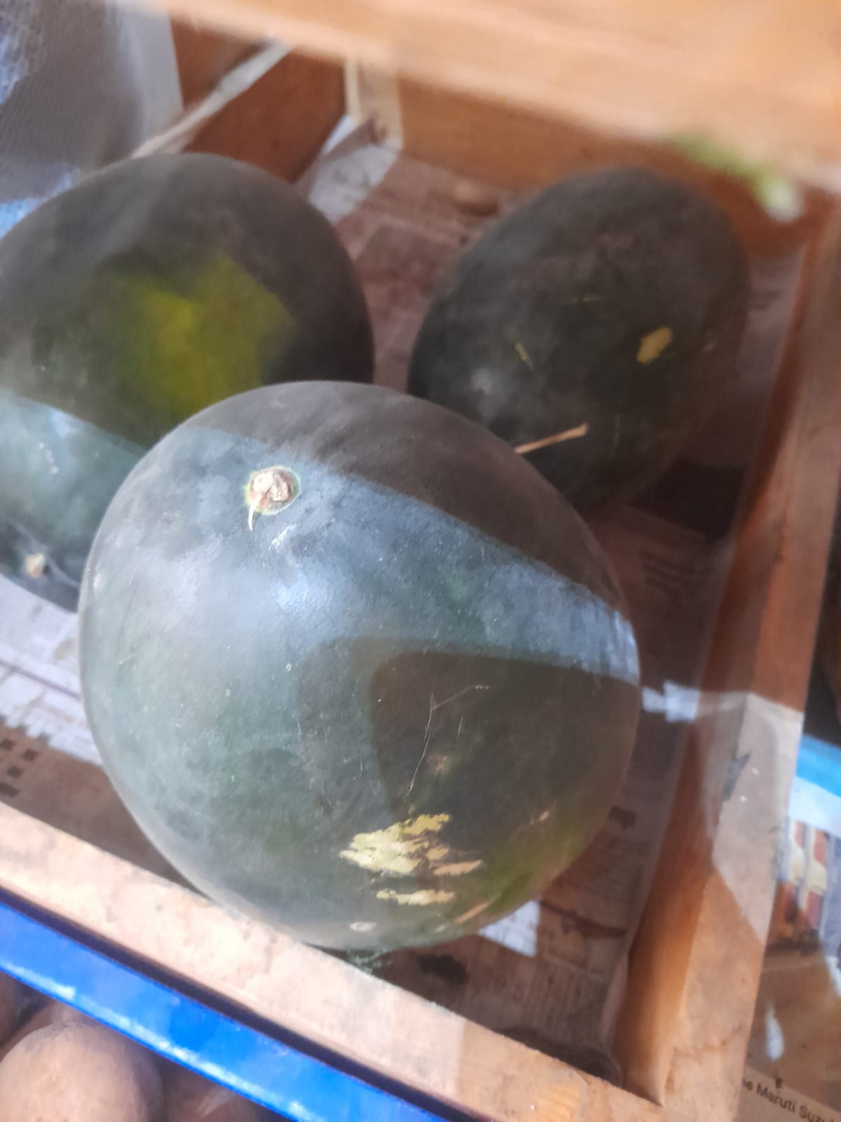 Organic Watermelon - 1 pc (Medium)