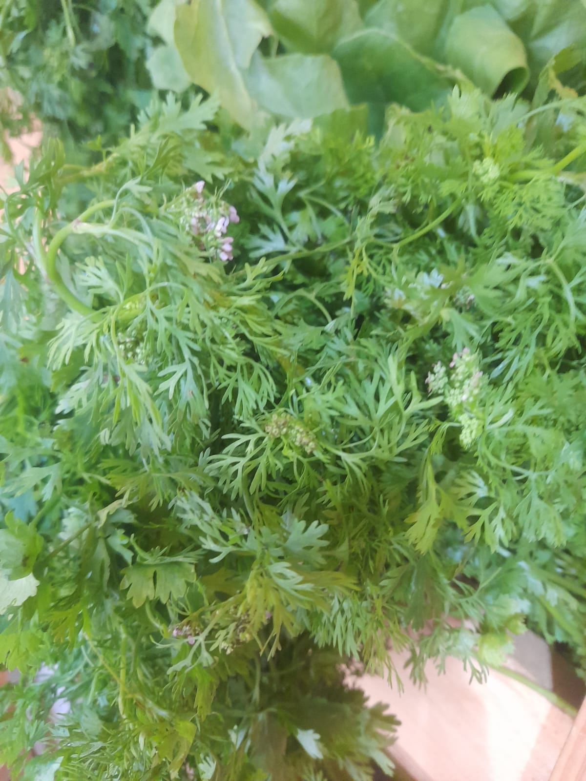 Organic Nati Coriander Leaves - 1 Bunch