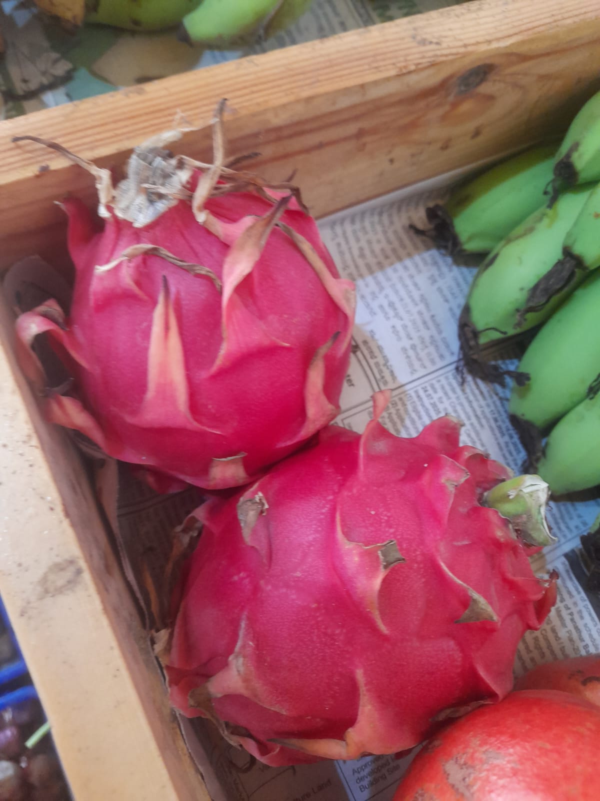 Organic Dragon Fruit Red - 1 pc