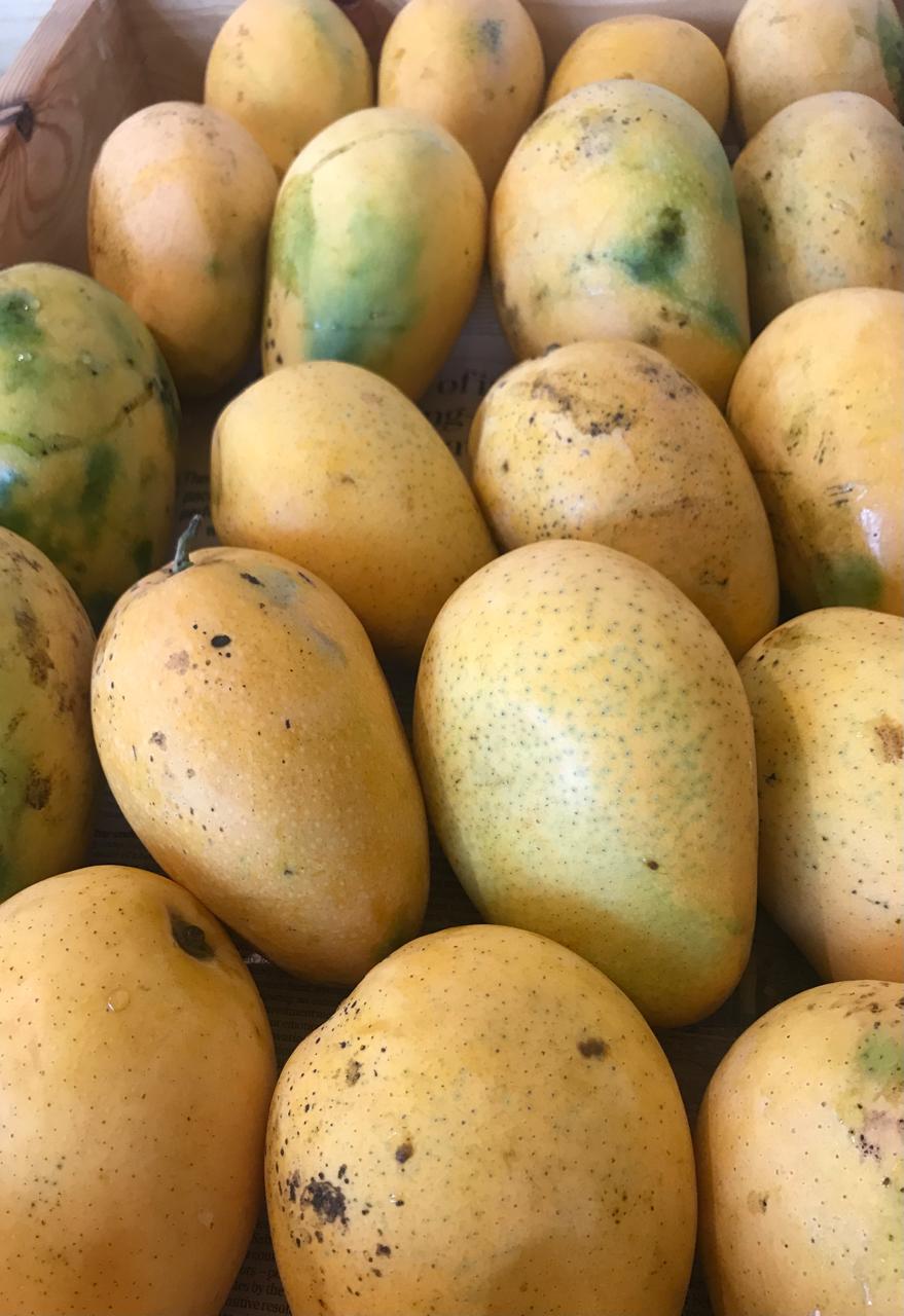 Organic Mango Banganapalli - 1kg