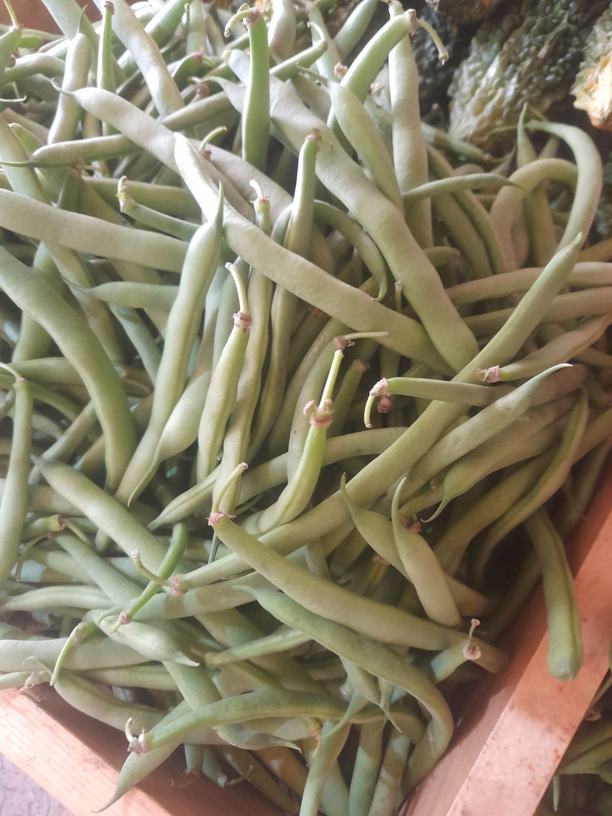 Organic Nati Beans - 250g