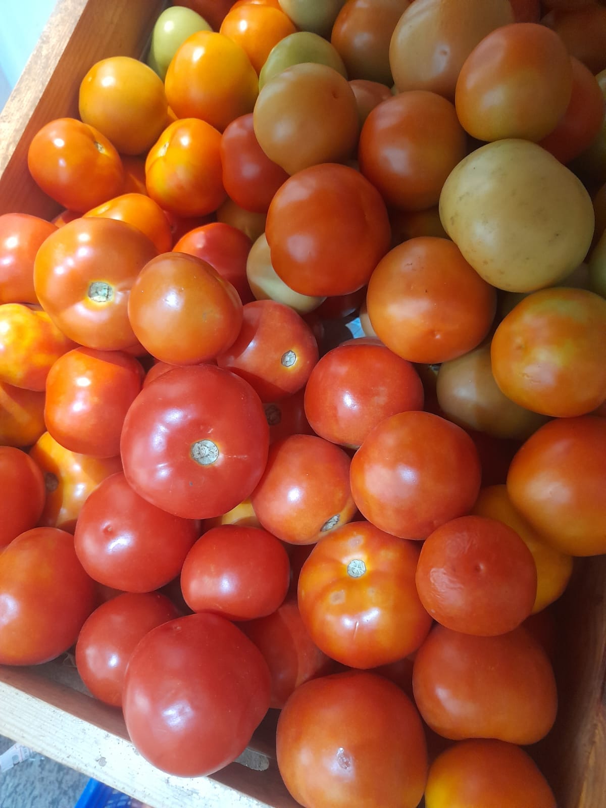 Organic Tomato Nati - 1kg