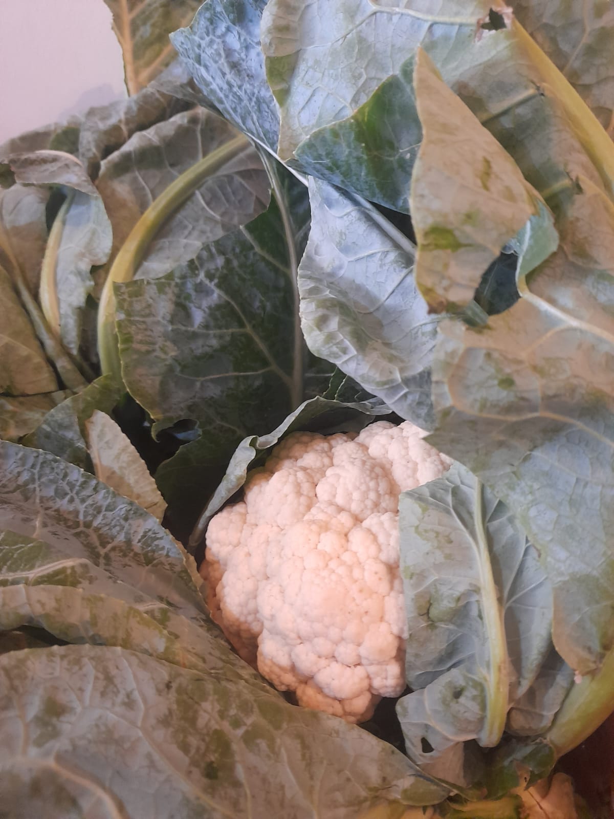 Organic Cauliflower - 1 pc