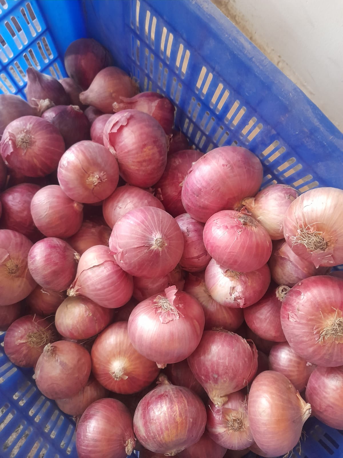Organic Onion - 500 g