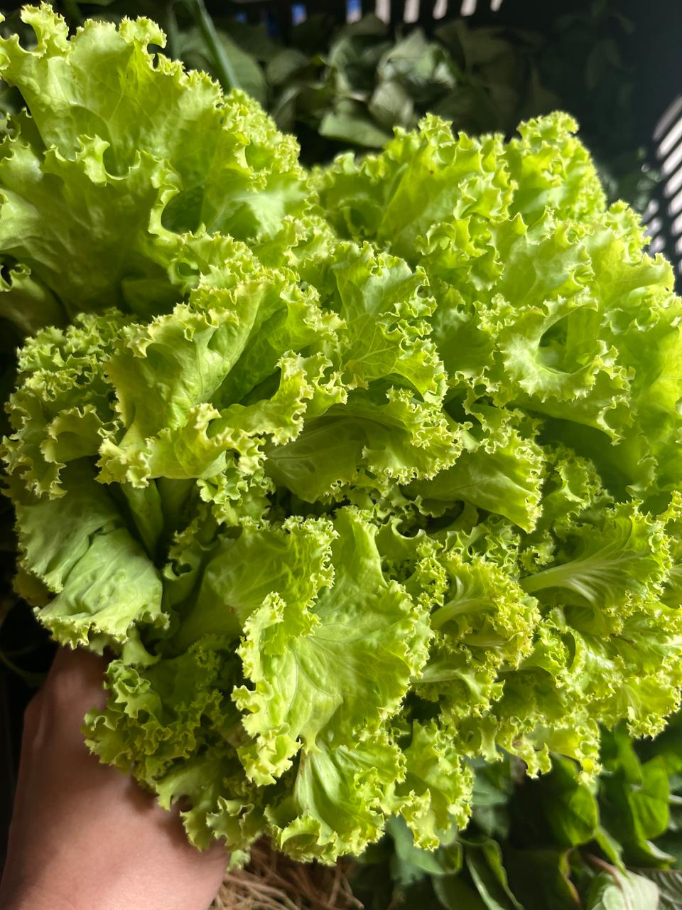 Organic Lettuce Green - 1 bunch