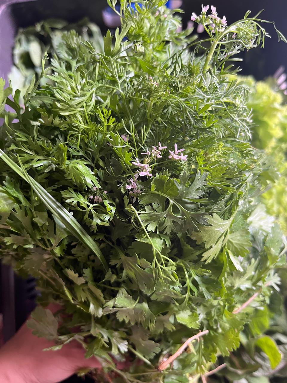 Organic Nati Coriander Leaves - 1 Bunch