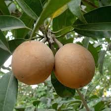 Organic Sapota Cricket Ball - 500g
