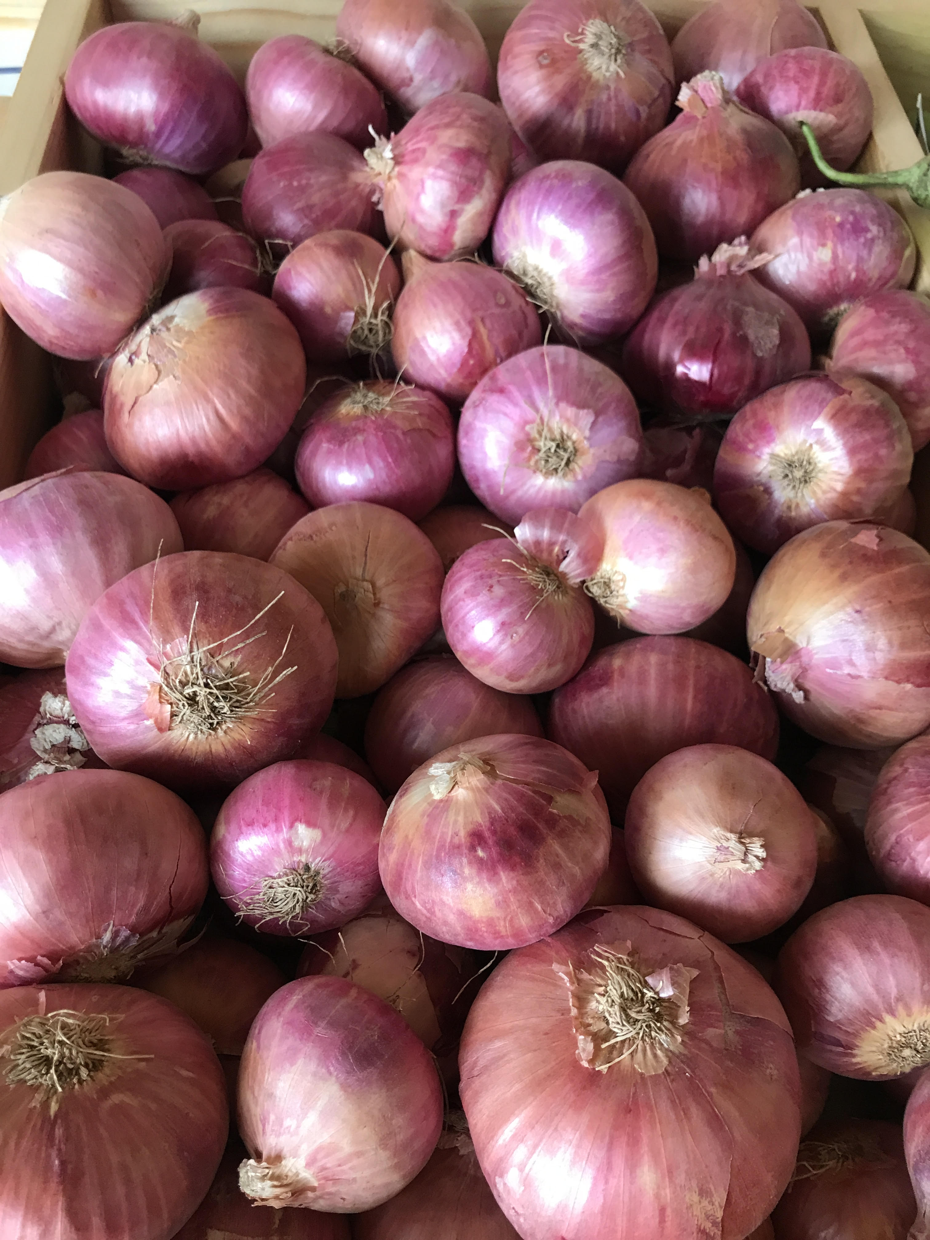 Organic Onion - 500 g